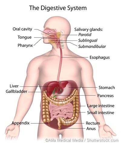 Common gastrointestinal health problems